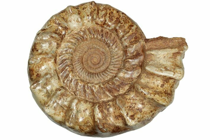 Jurassic Ammonite (Kranosphinctites?) Fossil - Madagascar #207410
